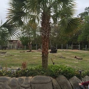 Elephant Plaza- African Elephant