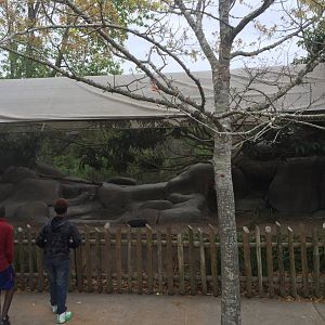 Elephant Plaza- Klipspringer/Hyrax