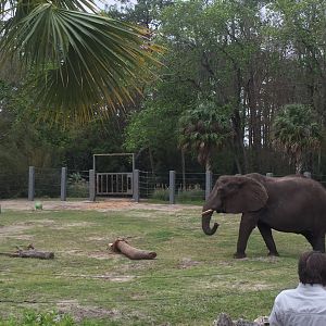 Elephant Plaza- African Elephant