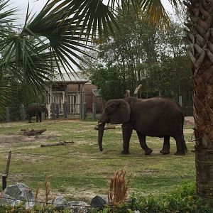 Elephant Plaza- African Elephant