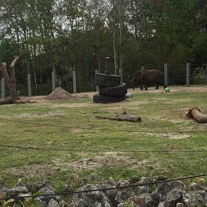 Elephant Plaza- African Elephant