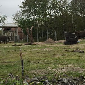Elephant Plaza- African Elephant