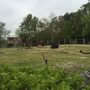 Elephant Plaza- African Elephant