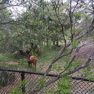 Plains of East Africa- Bongo/Yellow Backed Duiker/Birds