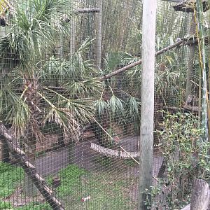 Colobus/Ring-Tailed Lemur/Black-and-White Ruffed Lemur (Geographic hodgepodge in one enclosure!)