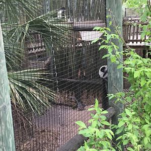 Colobus/Ring-Tailed Lemur/Black-and-White Ruffed Lemur (Geographic hodgepodge in one enclosure!)