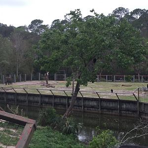 Lion exhibit in foregound, elephant exhibit in background
