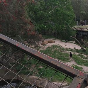 Mahali Pa Simba- Lion