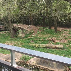 Mahali Pa Simba- Lion