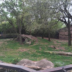 Mahali Pa Simba- Lion