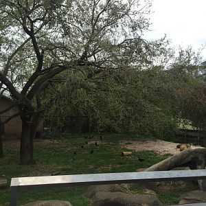 Mahali Pa Simba- Lion