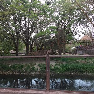 Mahali Pa Simba- Lion