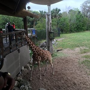 Giraffe Overlook