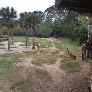 Giraffe Overlook