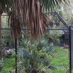 Wild Florida- Florida Panther