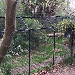 Wild Florida- Florida Panther