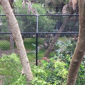 Wild Florida- Florida Panther