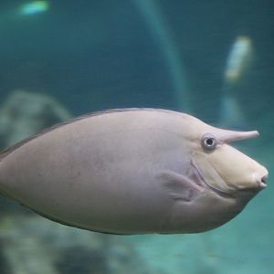 Bluespine Unicornfish