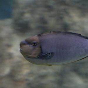 Bignose Unicornfish