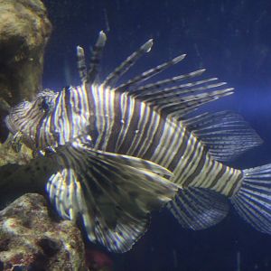 Red Lionfish