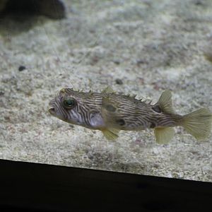 Spiny Box Puffer