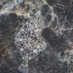 European Plaice?