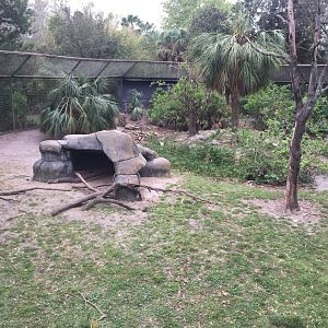 Great Apes- Mandrill