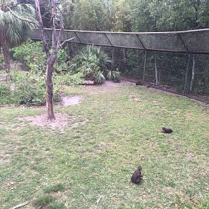 Great Apes- Mandrill