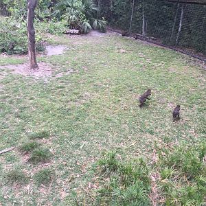 Great Apes- Mandrill