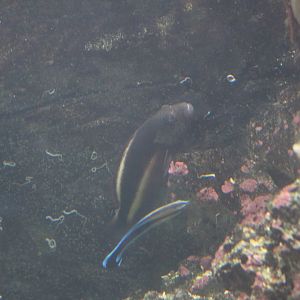 Black-Sided Hawkfish and Bluestreak Cleaner Wrasse