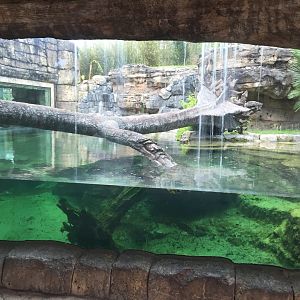 Range of the Jaguar- Jaguar