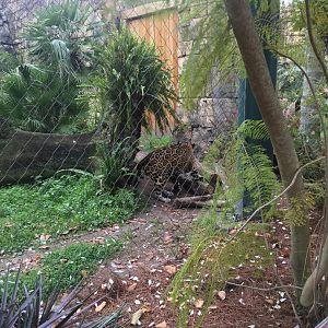 Range of the Jaguar- Jaguar