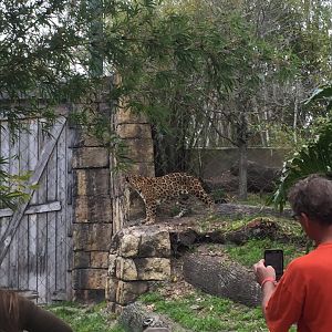 Range of the Jaguar- Jaguar