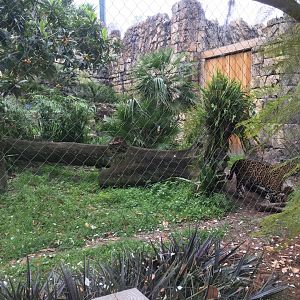 Range of the Jaguar- Jaguar