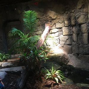 Range of the Jaguar- Lost Temple