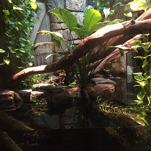 Range of the Jaguar- Lost Temple