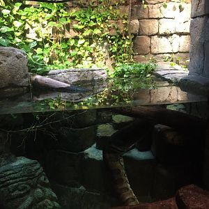 Range of the Jaguar- Lost Temple- Anaconda