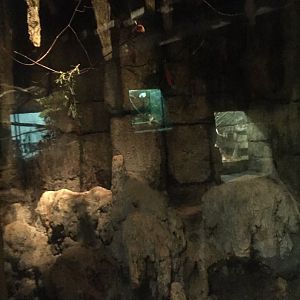 Range of the Jaguar- Lost Temple- Fruit Bat