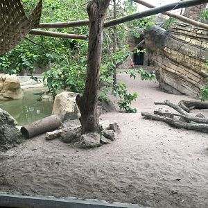 Range of the Jaguar- Giant Anteater/Howler Monkey