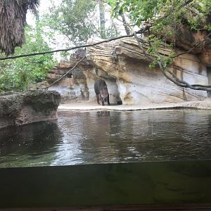 Range of the Jaguar- Baird's Tapir/Capybara