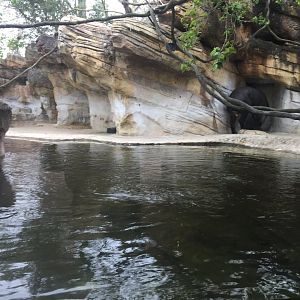 Range of the Jaguar- Baird's Tapir/Capybara