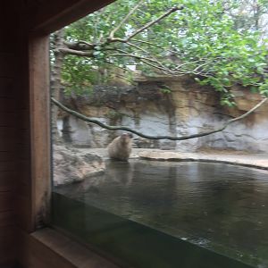 Range of the Jaguar- Baird's Tapir/Capybara
