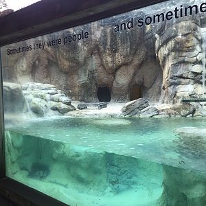 Range of the Jaguar- Emerald Forest- Giant Otter