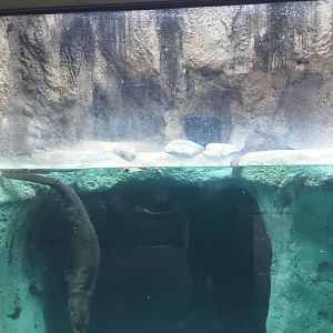 Range of the Jaguar- Emerald Forest- Giant Otter