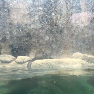 Range of the Jaguar- Emerald Forest- Giant Otter