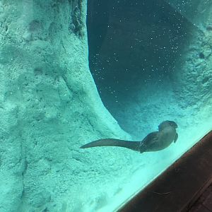 Range of the Jaguar- Emerald Forest- Giant Otter