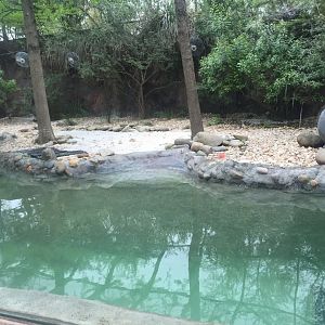 Tuxedo Coast- Magellanic Penguin