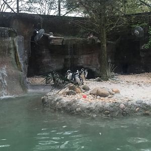 Tuxedo Coast- Magellanic Penguin