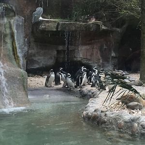 Tuxedo Coast- Magellanic Penguin