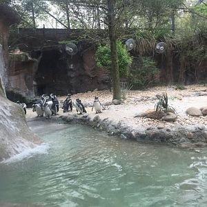 Tuxedo Coast- Magellanic Penguin